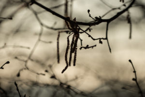 Tree, branches, wintry, early spring, mood at the lake, Bavaria, landscape, nature Tree, branches, wintry, early spring, mood at the lake, Bavaria, landscape, nature